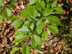 2025: Trockenes Jahr, verregneter Juli