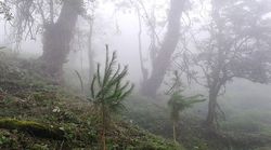 Cloud Forests Mexico