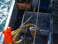 North Sea fishing vessel of the future