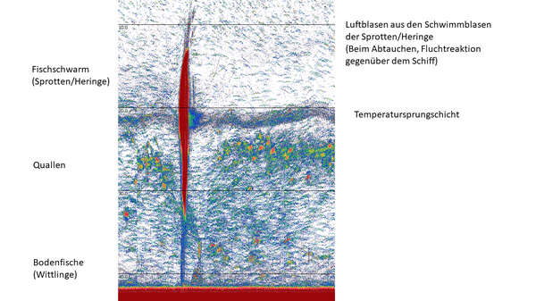 Die farbigen Signale des Echogramms zeigen einen Fischschwarm an.