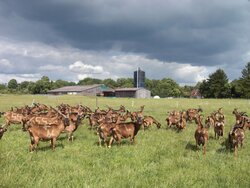 Weideparasiten kontrollieren