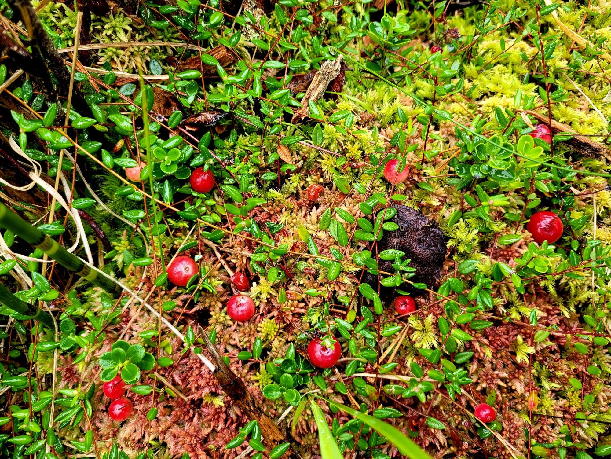 Close-up of moss soil with green sphagnum mosses and red cranberries.