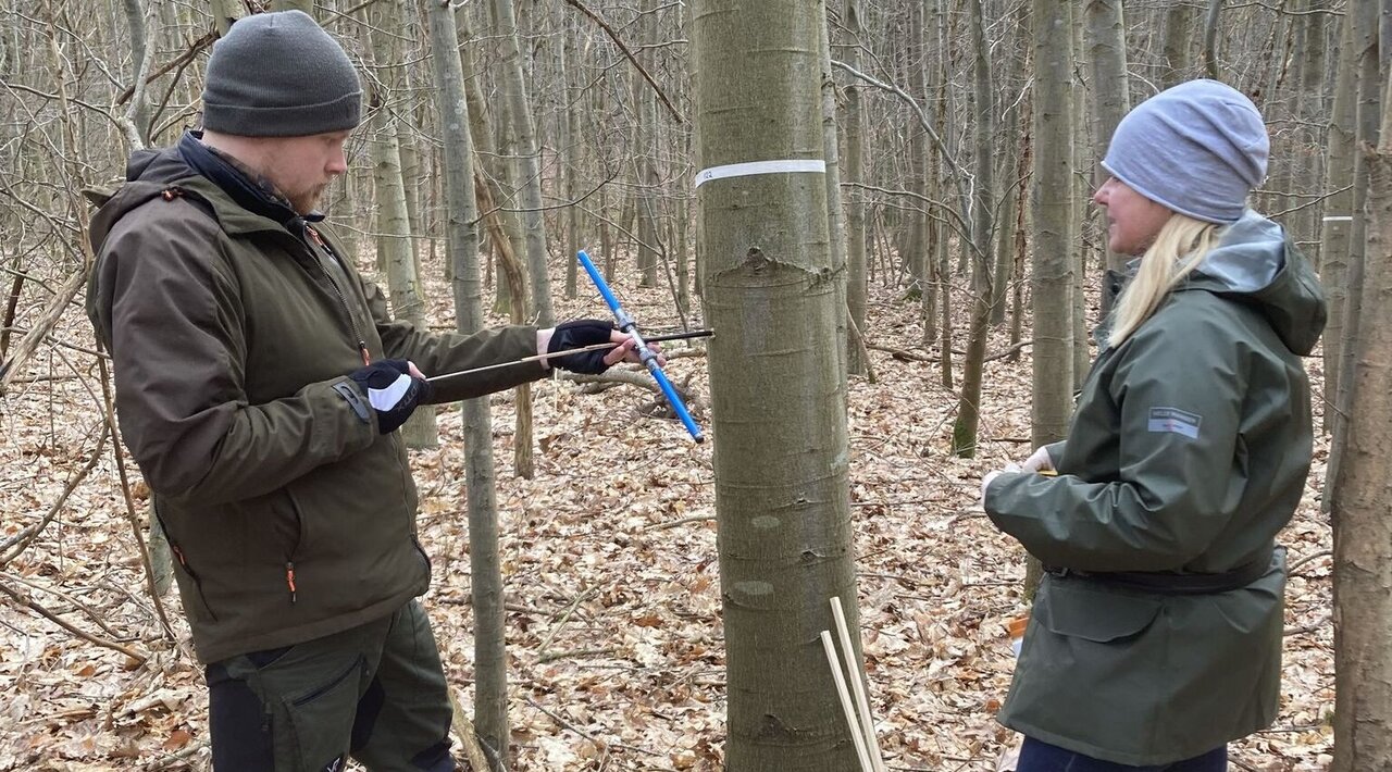 Bohrkernentnahme auf einer Versuchsfläche mit Rot-Eiche