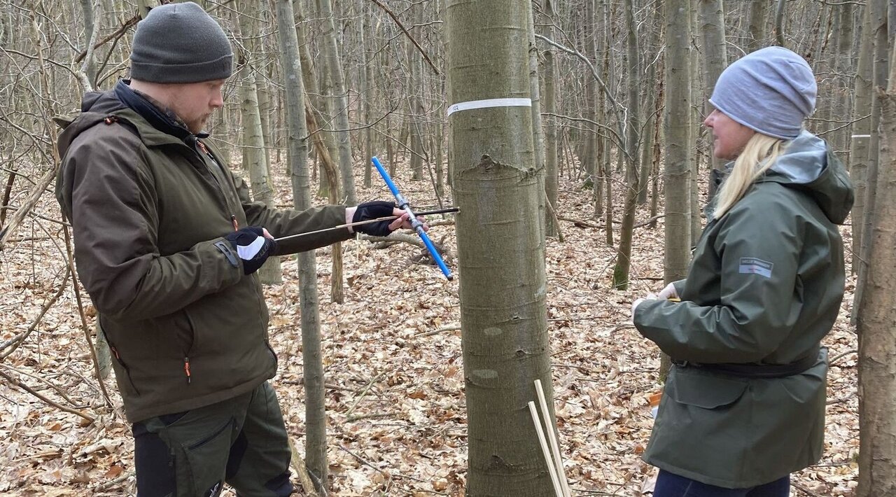 Drill coring on a trial with red oak