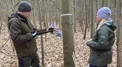 RubraSelect - Wachstum von Herkünften der Rot-Eiche