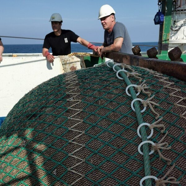 Ein Fischernetz voll mit Moostierchen