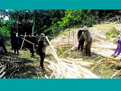 WoodForWork - Holzbasierte Beschäftigung