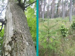 7-Länder-Evaluierung: Forstliche Förderung