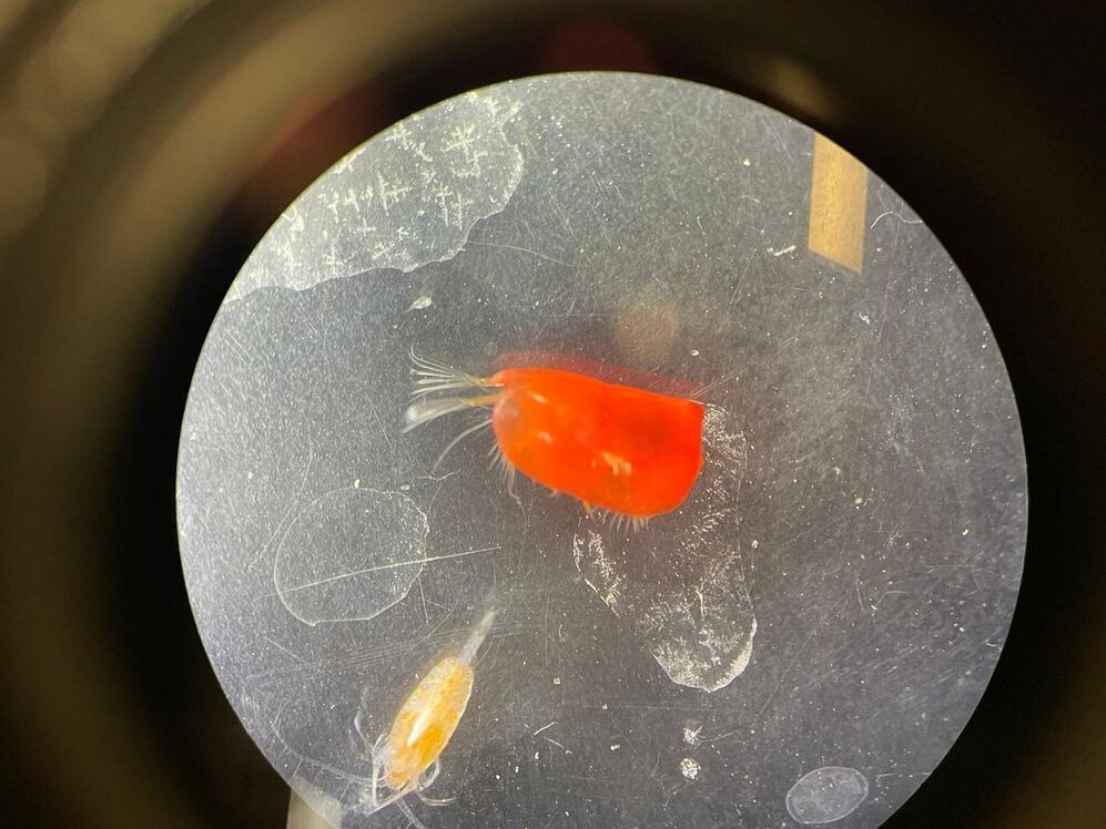 Ostracoda Ostracoda.