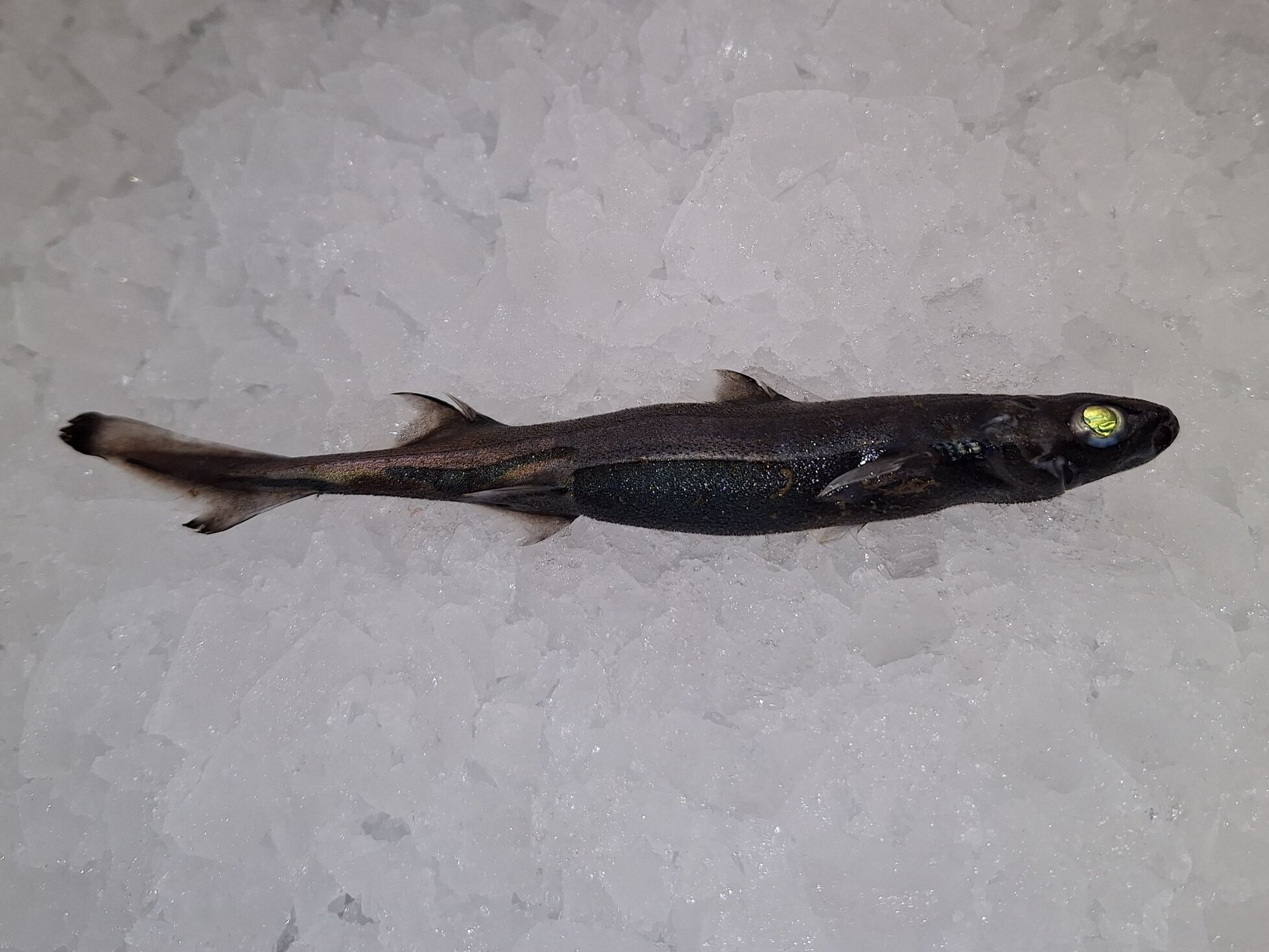 Ein Kleiner Schwarzer Dornhai.