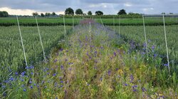 Supporting the agroecological transition through living labs networks (SUNRISE)