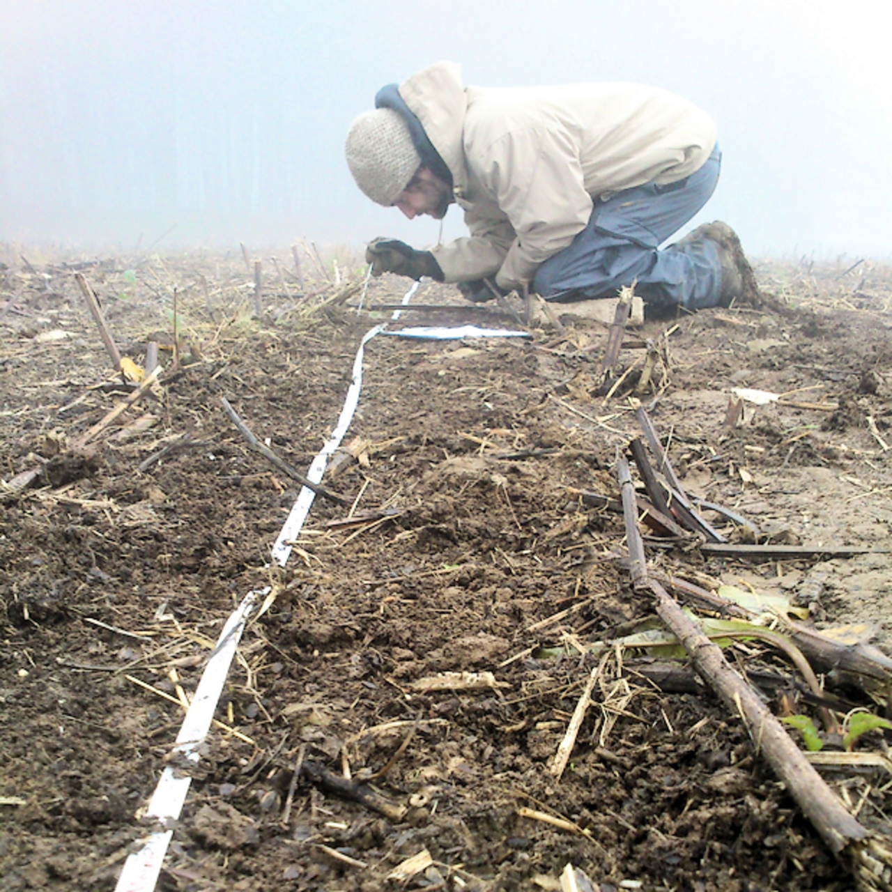 Monitoring of earthworm casts along a transect in a cup plant field