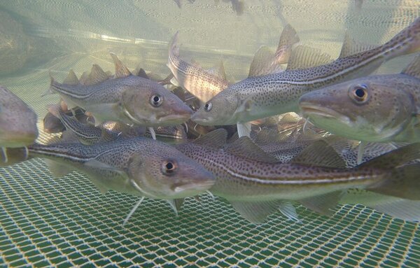 Dorsche in einem Netzkäfig.