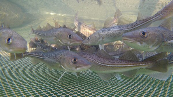 Cod in a net cage Cod in a net cage