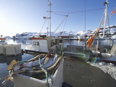 Fischerboot in einem Hafen in Norwegen im Vordergrund eine Fischkiste mit Kabeljau