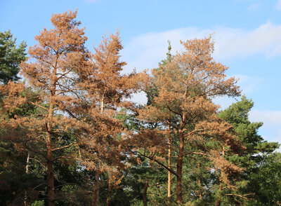 Durch Trockenheit und Pilzbefall geschädigte Kiefern
