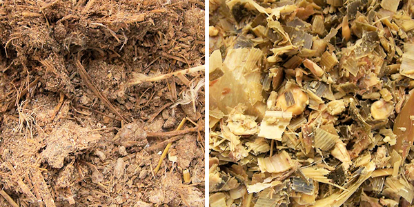 Hühnertrocken-Kot (links) und Maissilage (rechts) als Ausgangsmaterial für die Biogas Produktion