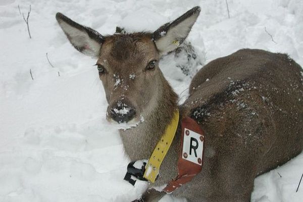 Hirschkuh mit Halsbandsender im Schnee