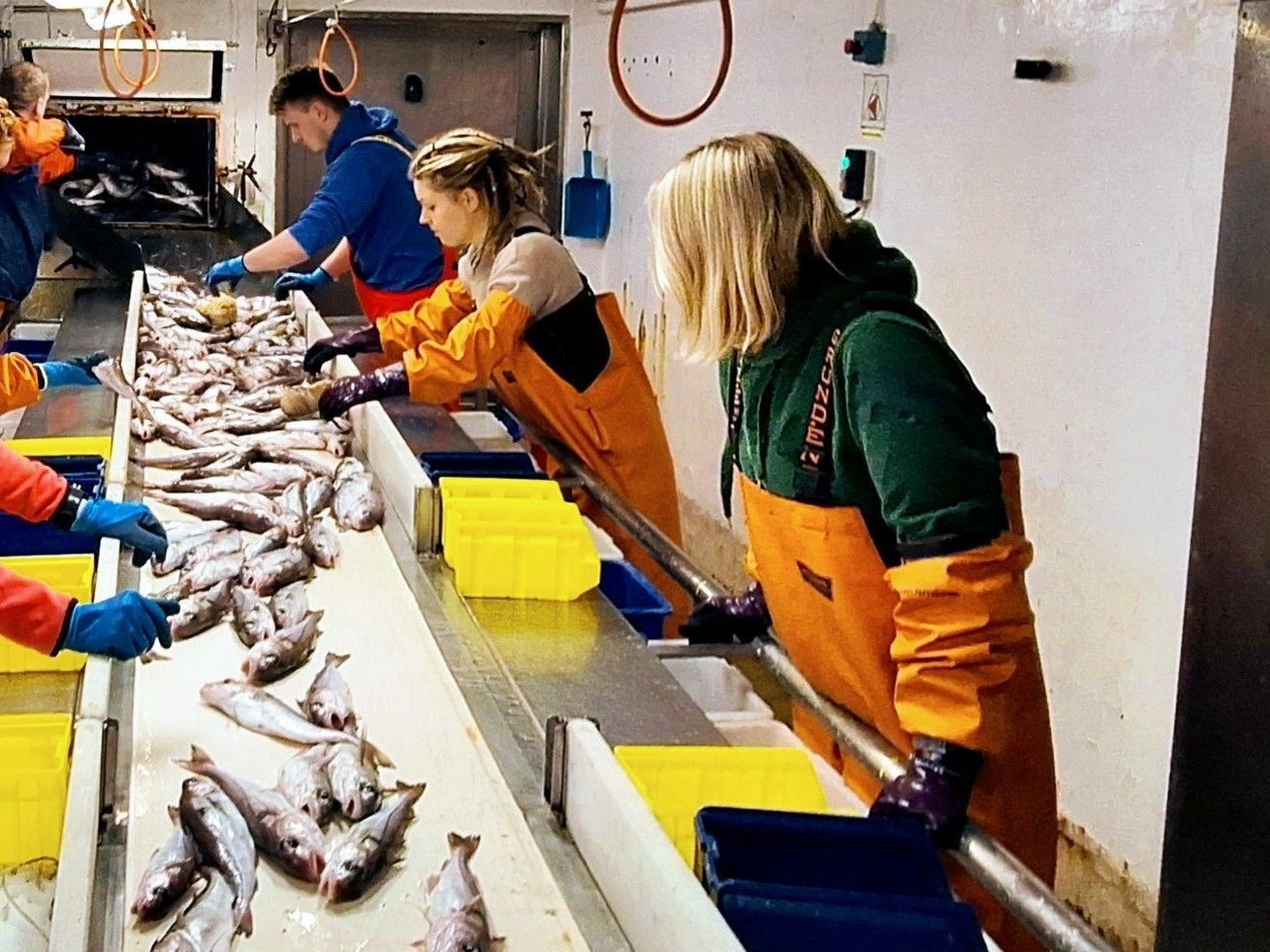 Im Fischlabor: Sortieren der Fische am Band.