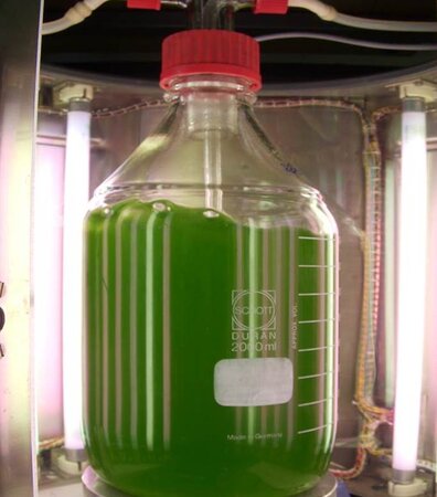 Klicken für eine Vergrösserung Photobioreaktor 2