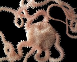 Veränderung benthischer Infauna in Fischhabitaten der Nordsee (BINO)