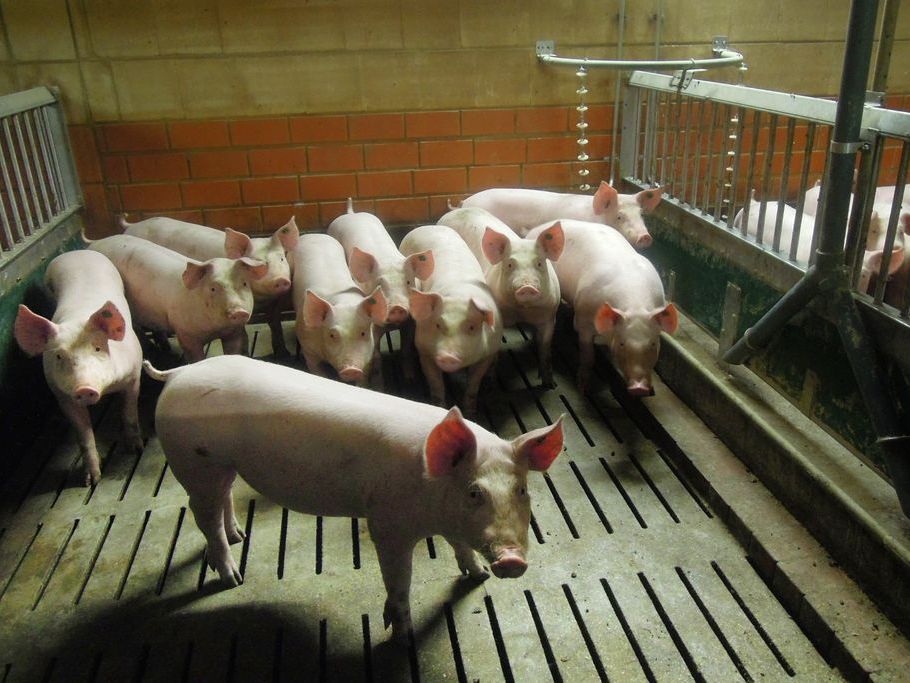 Schweine im Stall auf Spaltboden
