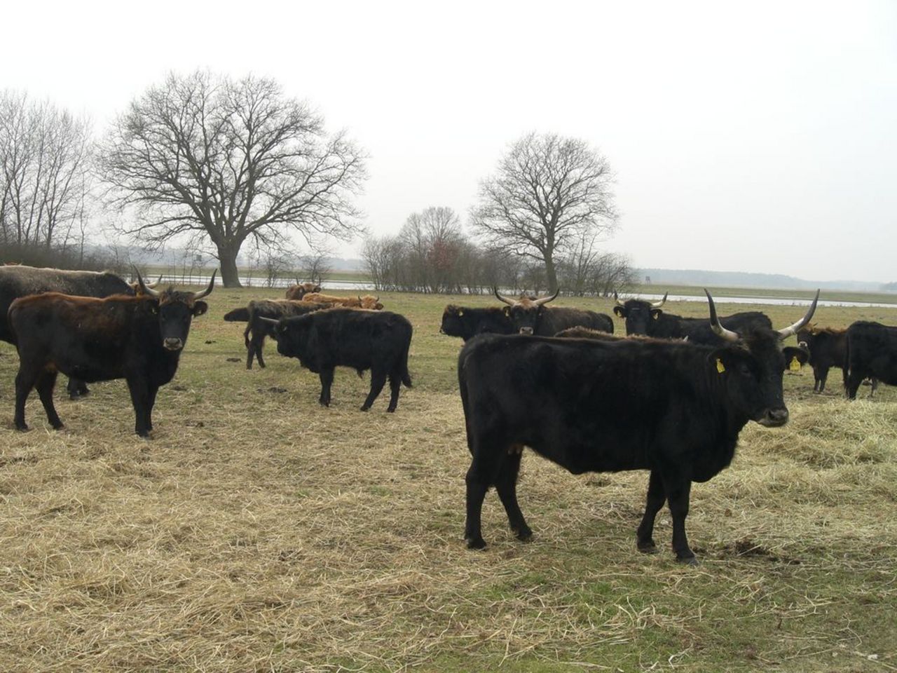 Old German Black dairy cattle on winter pasture