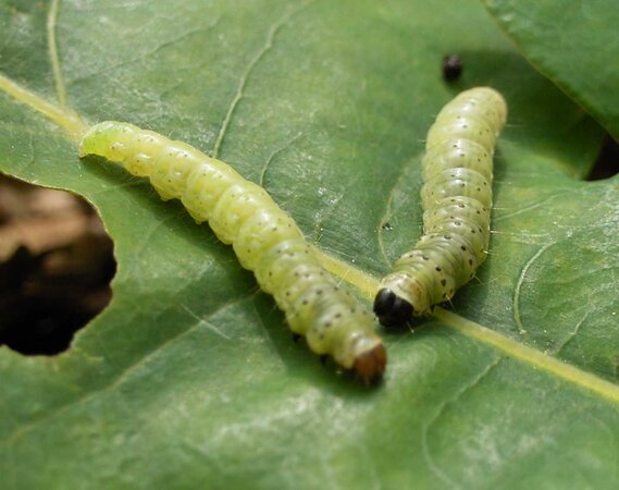 Two caterpillars of the European oak leafroller sitting next to each other on an oak leaf which serves as their food.