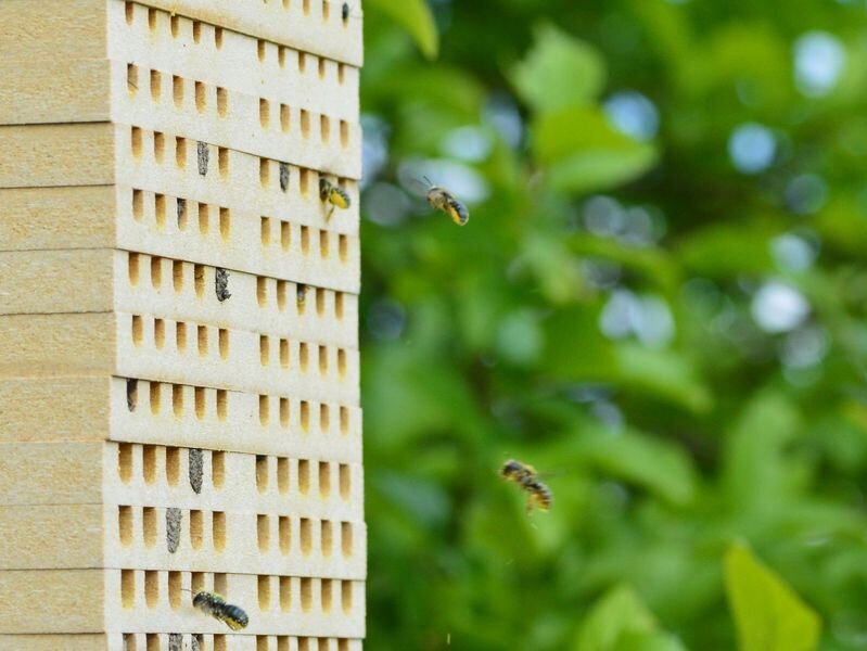 Mauerbienenweibchen im Anflug