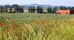 Getreidefeld mit Blühstreifen, im Hintergrund Landschaft