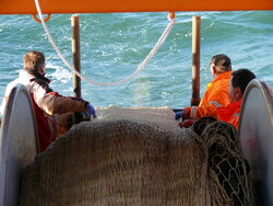 Einholen des Schleppnetzes Wissenschaftliche Beratung zur Unterstützung der Gemeinsamen Fischereipolitik