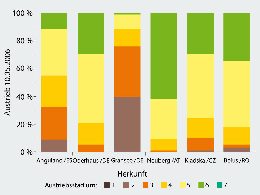 Säulendiagramm mit der Häufigkeit der Austriebsstadien (eins bis sieben) für die sechs Buchenherkünfte bei der Aufnahme am 10.5.2006