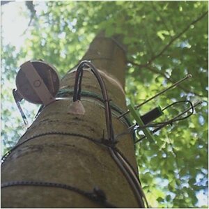Image of a beech tree from below photographed with a dendrometer Image of a beech tree from below photographed with a dendrometer