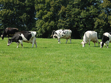 Kühe auf einer Weide