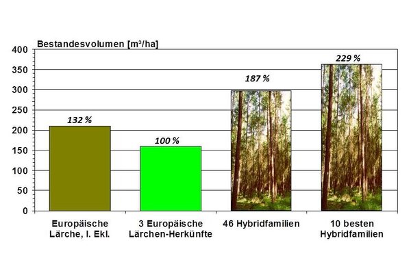 Wuchsüberlegenheit von Lärchenhybriden Säulendiagramm zur Verbreitung von verschiedenen Lärchen