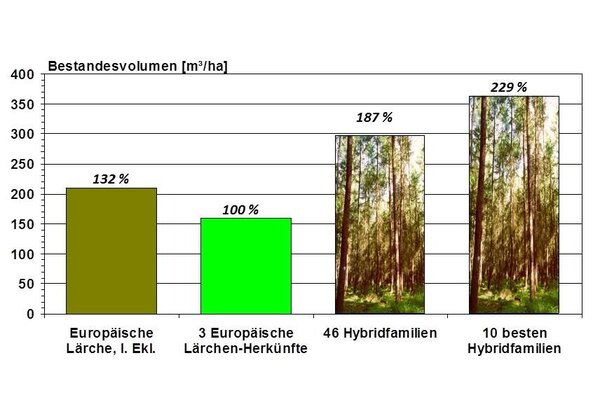 Säulendiagramm zur Verbreitung von verschiedenen Lärchen