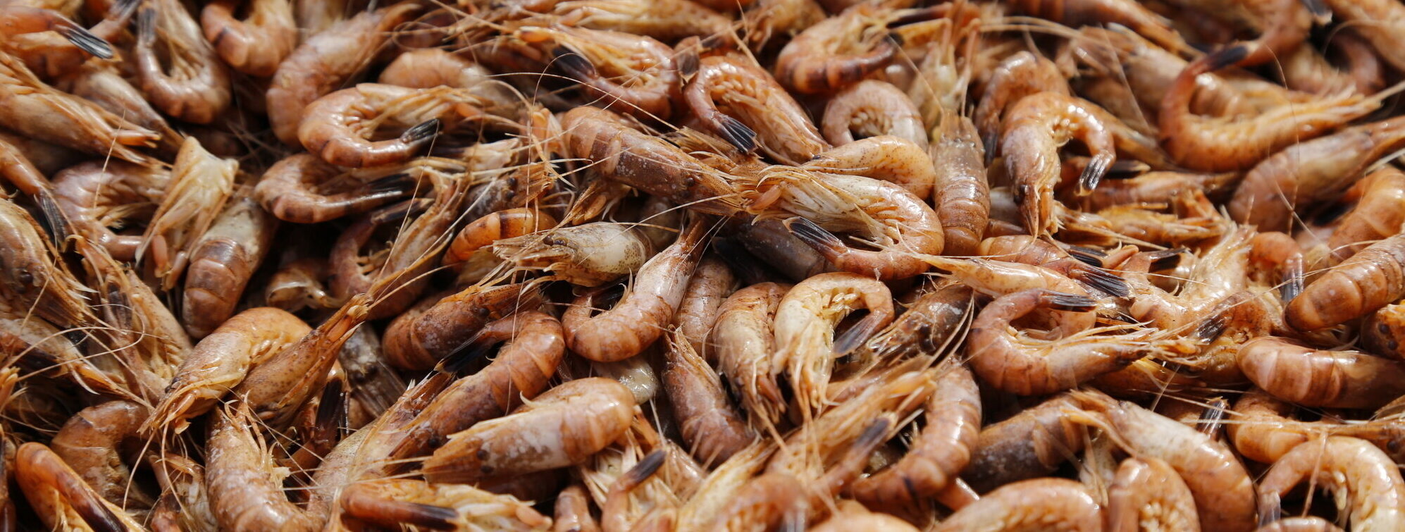 Viele gekochte Krabben liegen auf und nebeneinander.