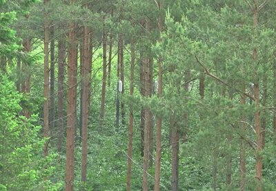 Regenmessung in Baumkronen Nadelwald mit Regenmessern in den Baumkronen