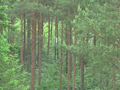 Regenmessung in Baumkronen Nadelwald mit Regenmessern in den Baumkronen
