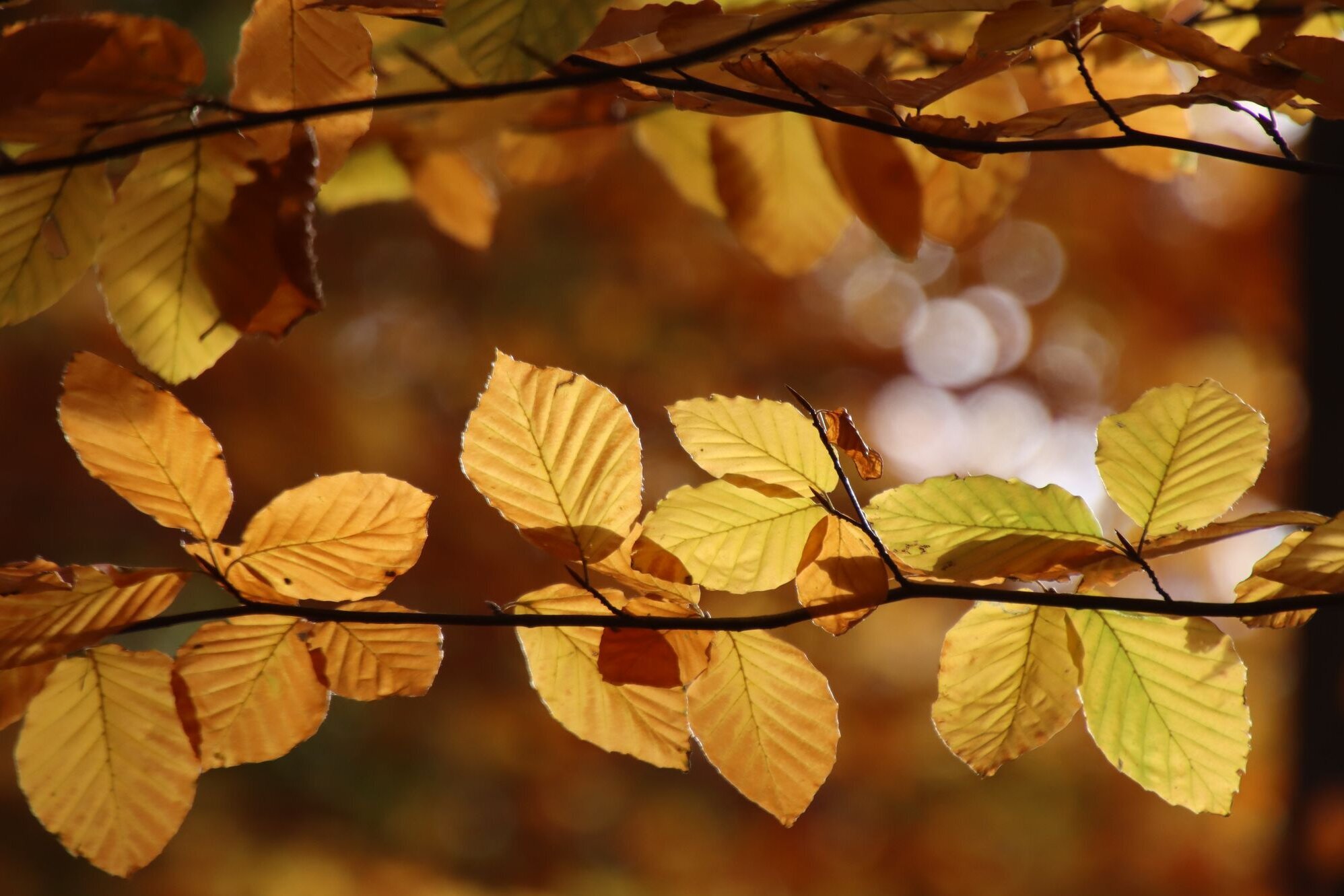 Thünen The European beech, most common deciduous tree in Germany