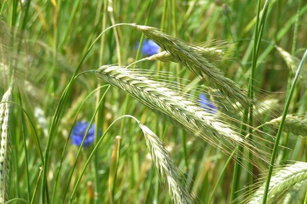 Blaublühende Kornblumen im Roggenfeld