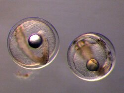 Dana 2019 – Year of the International Mackerel Egg Survey