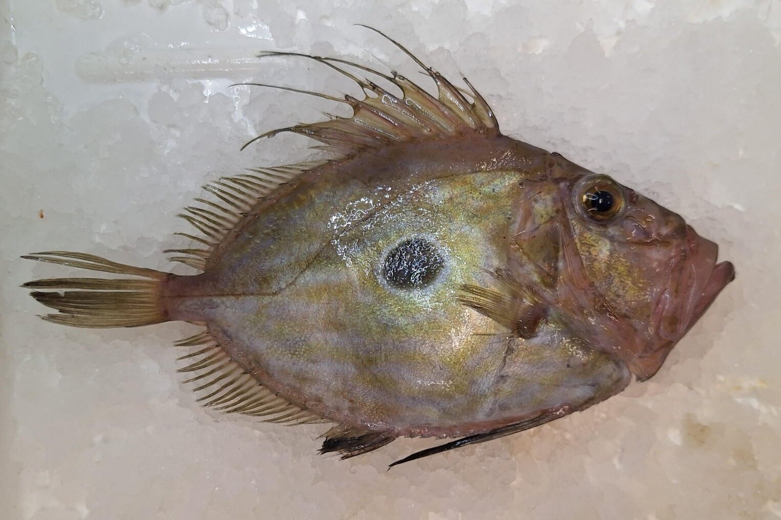 Heringskönig - häufig vorkommender Beifang. Ein Fisch namens Heringskönig.