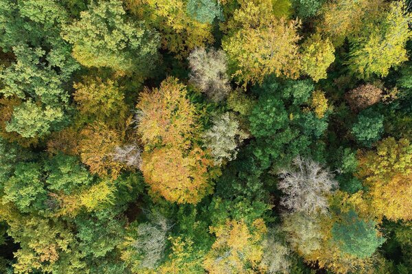 Canopy of a tree stand with fall colors