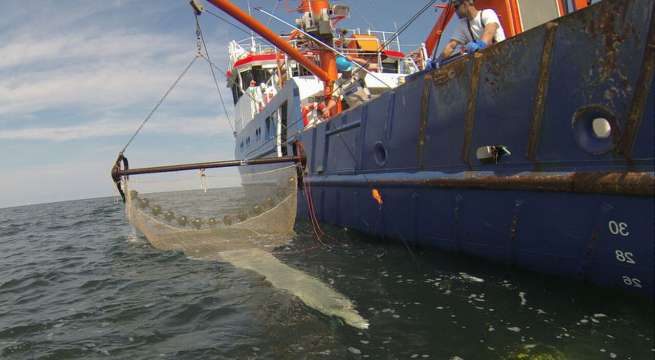 Baumkurre mit Krabbennetz