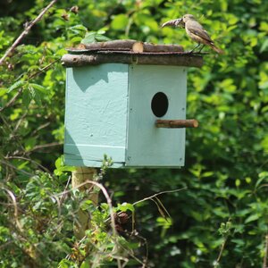 Redstart on nesting box. Redstart on nesting box.