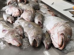 Auswirkungen von chemischen Kampfstoffen auf Fische