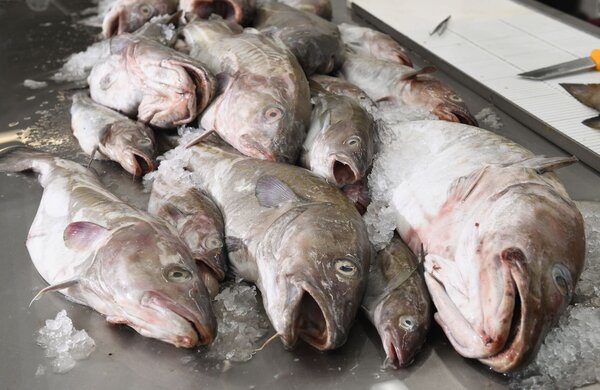 Dorsche verschiedener Größe liegen für weitere Untersuchungen auf einem Labortisch.