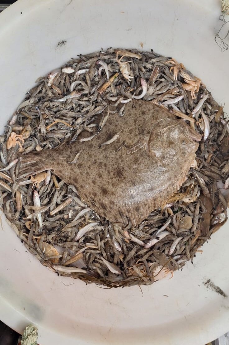 Steinbutt (Scophthalmus maximus).