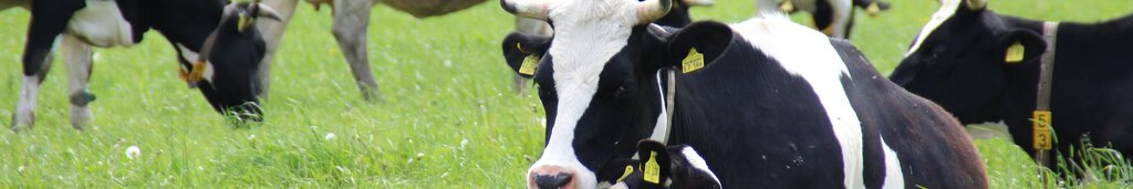 Rinder auf einer Weide